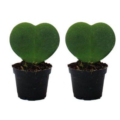 Set mit 2 Pflanzen Hoya kerii - Herzblatt-Pflanze, Herzpflanze oder Kleiner Liebli...