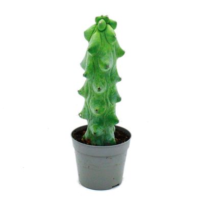 Myrtillocactus geometrizans cv. fukurokuryuzinboku - Boobie-Kaktus - seltener ...