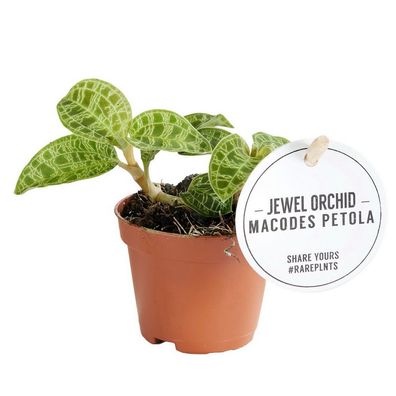Juwelorchidee - Macodes petola Emerald - Mini-Erdorchidee mit ausgefallenen Blätte...