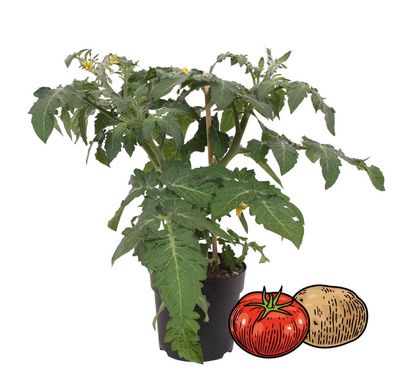 Tomaten-Kartoffelpflanze - PotaTom - Tomate und Kartoffel in einer Pflanze - für ...