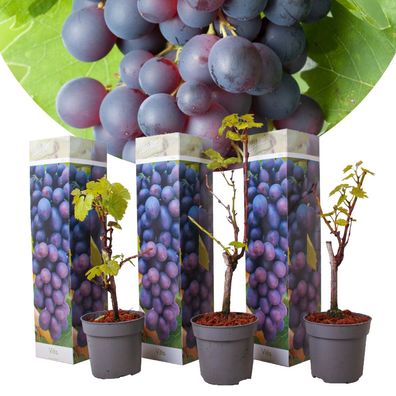 Vitis vinifera Cabernet Franc-Rebe - 3er Set Weinrebe - Topf 9cm - Höhe 25-40cm