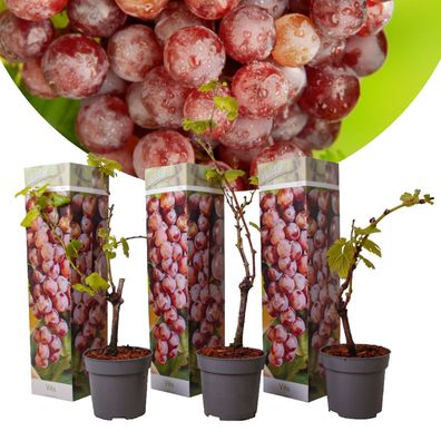 Vitis vinifera Pinot Gris - 3er Set - Weinrebe - Topf 9cm - Höhe 25-40cm