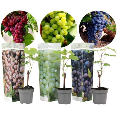 Traubenpflanzen - 3er Mix - Vitis - Weintraube - Topf 9cm - Höhe 25-40 cm