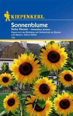 Sonnenblumen Hohe Riesen, Ideal als Sichtschutz an Zäunen und Mauern, Kiepenkerl