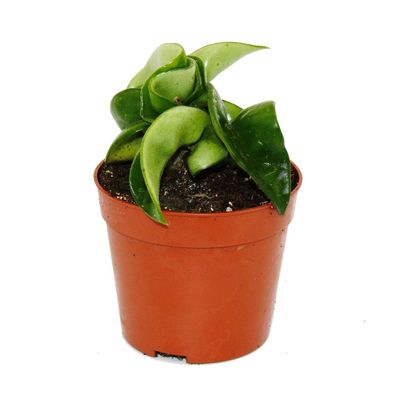 Mini-Pflanze - Hoya carnosa compacta - fleischige Porzellanblume - Wachsblume - ...
