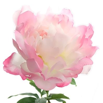 GASPER Pfingstrose - Peonia Rosa 66 cm - Kunstblumen