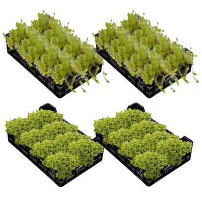 vdvelde?com - Sauerstoffpflanzen 12 pro Kiste - 4 Kisten