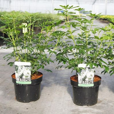 Choisya ternata - Orangenblume - immergrüner Kleinstrauch Kübelpflanze 60cm