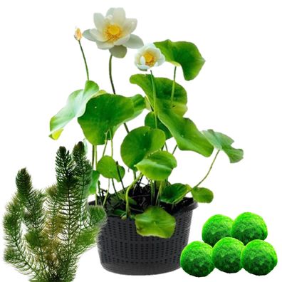 vdvelde?com - weiß Lotus - Nelumbo - 2 Stück + Sauerstoffpflanzen gegen Algen