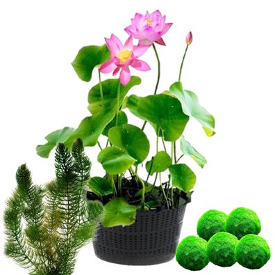 vdvelde?com - Rosa Lotus - Nelumbo - 2 Stück + Sauerstoffpflanzen gegen Algen