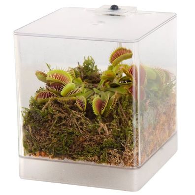 vdvelde?com - Fleischfressende Pflanze Mini Terrarium
