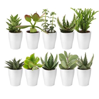 vdvelde?com - vdvelde. com - Ecoworld Mini Sukkulenten echte pflanzen mit Keramik