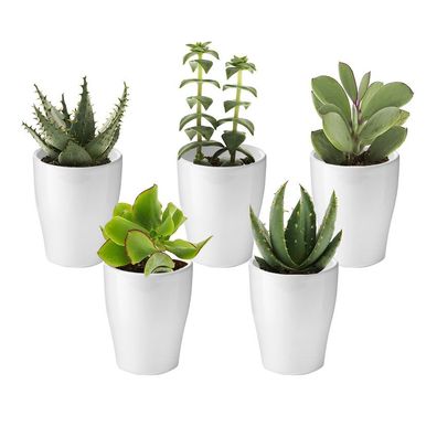 vdvelde?com - vdvelde. com - Ecoworld Mini Sukkulenten echt pflanzen mit Keramik
