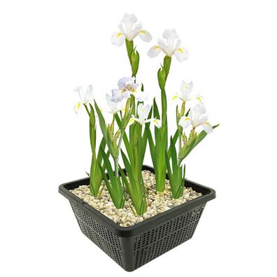 vdvelde?com - Weiße Sumpf Schwertlilie - 4 Stück - Iris Kaempferi White