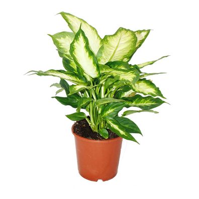 Dieffenbachia - Zimmerpflanzen - Topfpflanze für Anfänger 17cm Topf