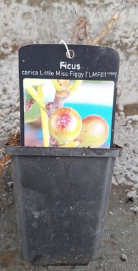 Ficus carica ´Little Miss Figgy´ - Zwerg Feigen, Jungpflanze, Feigenbaum