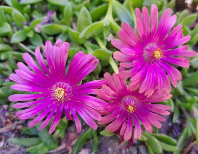 Delosperma 'Purple Queen', winterharte Mittagsblume