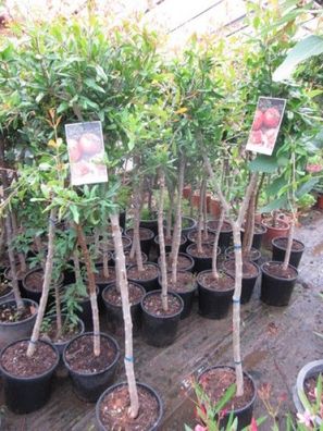 XL Granatapfel Tendral de Valencia 180-220 cm Punica Granatum Obstbaum