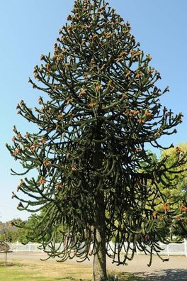 Araucaria araucana - Schmucktanne 25-35cm Winterhart - Andentanne