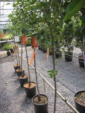 Diospyros KAKI ´Rote Brillante´ Kakibaum -winterharte Pflanze 140-170cm veredelt