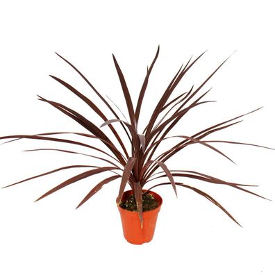 Rote Keulenlilie - Cordyline australis "Red Star" - 12cm Topf - ca. 50cm hoch