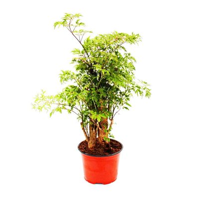 Fiederaralie - Polyscias fruticosa - pflegeleichte Zimmerpflanze mit Stamm - 12cm ...