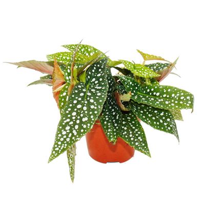 Doppelpunkt-Begonie - Begonia maculata 'Double Dot' - 12cm Topf
