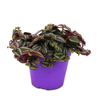 Tradescantia Purple Passion - Dreimasterblume mit lila Blättern - 12cm Topf