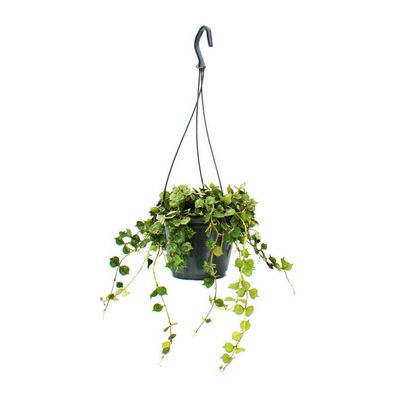 Zimmerpflanze zum Hängen - Hoya curtisii - Wachsblume 14cm Ampel