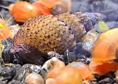 Aquarium: 50x Genoppte Turmdeckelschnecken für den Bodengrund