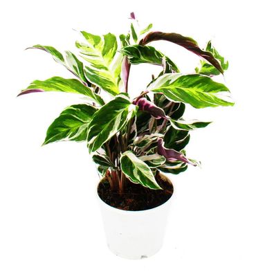 Schattenpflanze mit ausgefallenem Blattmuster - Calathea Fusion White - 14cm Topf ...