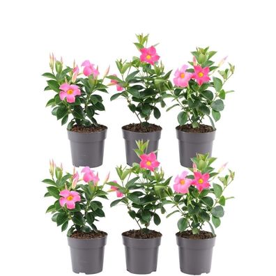 6 x Dipladenia Pink - Mandevilla Pink | Ø12cm | 25cm | Pflanze