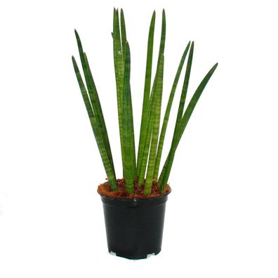 Sansevieria cylindrica - Solitär-Pflanze - 19cm Topf
