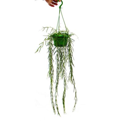 Zimmerpflanze zum Hängen - Hoya linearis - Wachsblume 12cm Ampel