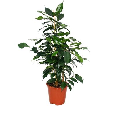 Ficus benjamini "Danielle", Birkenfeige 14cm