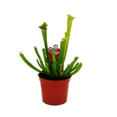Schlauchpflanze - Sarracenia leucophylla - Fleischfressende Pflanze - 9cm Topf