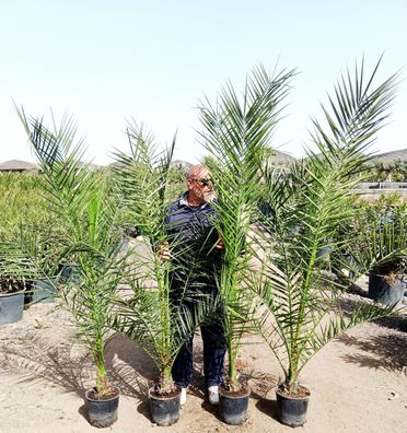 2 Stück 190-210 cm Phoenix canariensis kanarische Dattelpalme kräftige Palmen