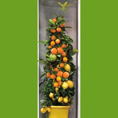 Amalfi Zitrus-Trio ca. 70 cm - Zitrone Calamondin-Orange und Kumquat am Spalier