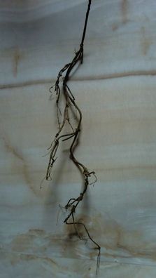 Wurzelzweig künstlich 113 cm lang, teilweise mit Moosbesatz, Farbe Braun
