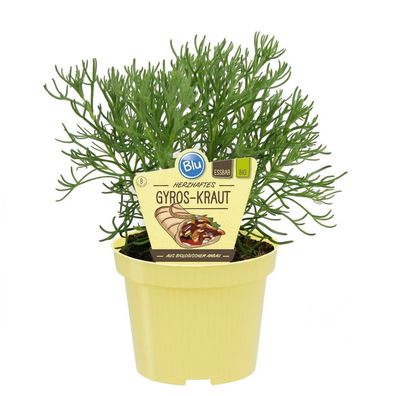 Gyroskraut in BIO-Qualität - Artemisia caucasica - Kräuterpflanze im 12cm Topf