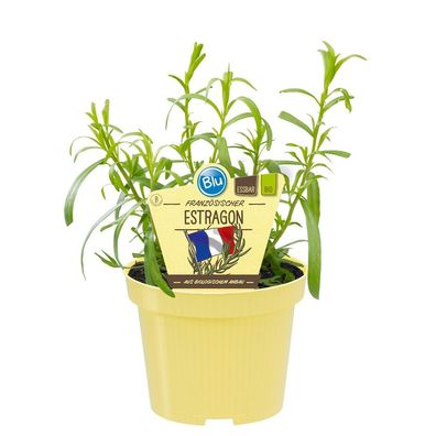 Französischer Estragon in BIO-Qualität - Artemisia dracunculus - Kräuterpflanze ...