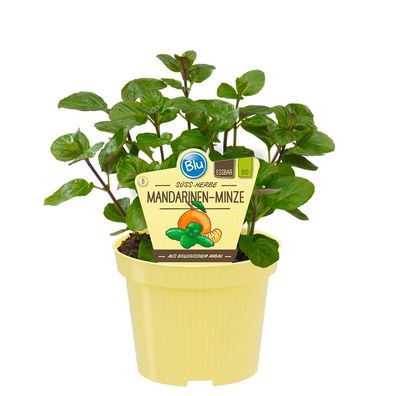 Mandarinen-Minze in BIO-Qualität - Mentha x piperita - Kräuterpflanze im 12cm Topf