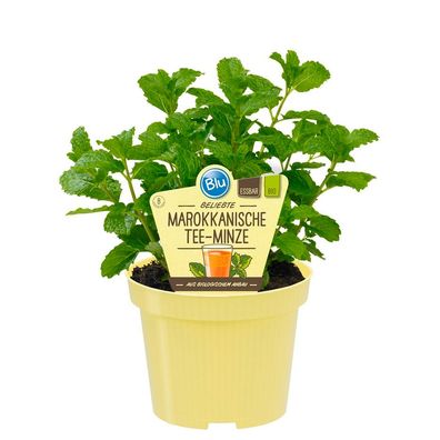Marokkanische Tee-Minze in BIO-Qualität - Mentha spicata - Kräuterpflanze im 12cm ...