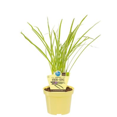 Knobi-Gras in BIO-Qualität - Thulbaghia violacea - Kräuterpflanze im 12cm Topf
