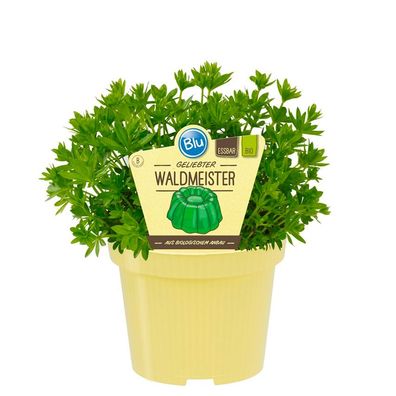 Waldmeister in BIO-Qualität - Galium odoratum - Kräuterpflanze im 12cm Topf