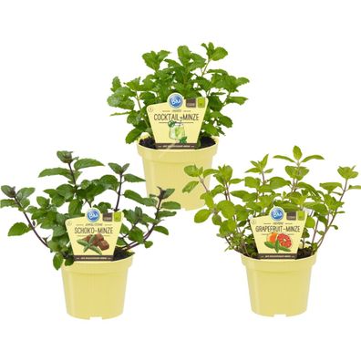 Ungewöhnliche Minze-Sorten - Set mit 3 Pflanzen in BIO-Qualität - Schoko - HUGO - ...