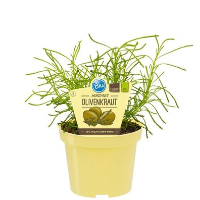 Olivenkraut in BIO-Qualität - Santolina viridis - Kräuterpflanze im 12cm Topf