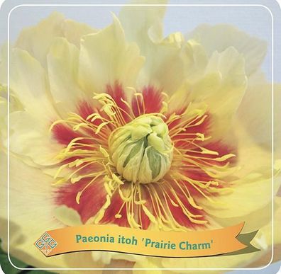 Paeonia Itoh 'Prairie Charm' C5 | Ø21cm | 35cm | Pflanze