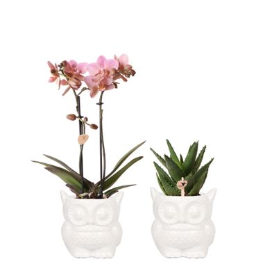 Kolibri Company - Pflanzenset Eule Ziertopf weiß | Set mit Phalaenopsis Orchidee ..