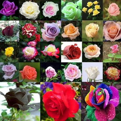 100 Stücke Seltene Rose Blumensamen Grünpflanze für Deko